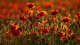 Poppies_Grasslands_Summer_Bokeh_567930_2560x1440
