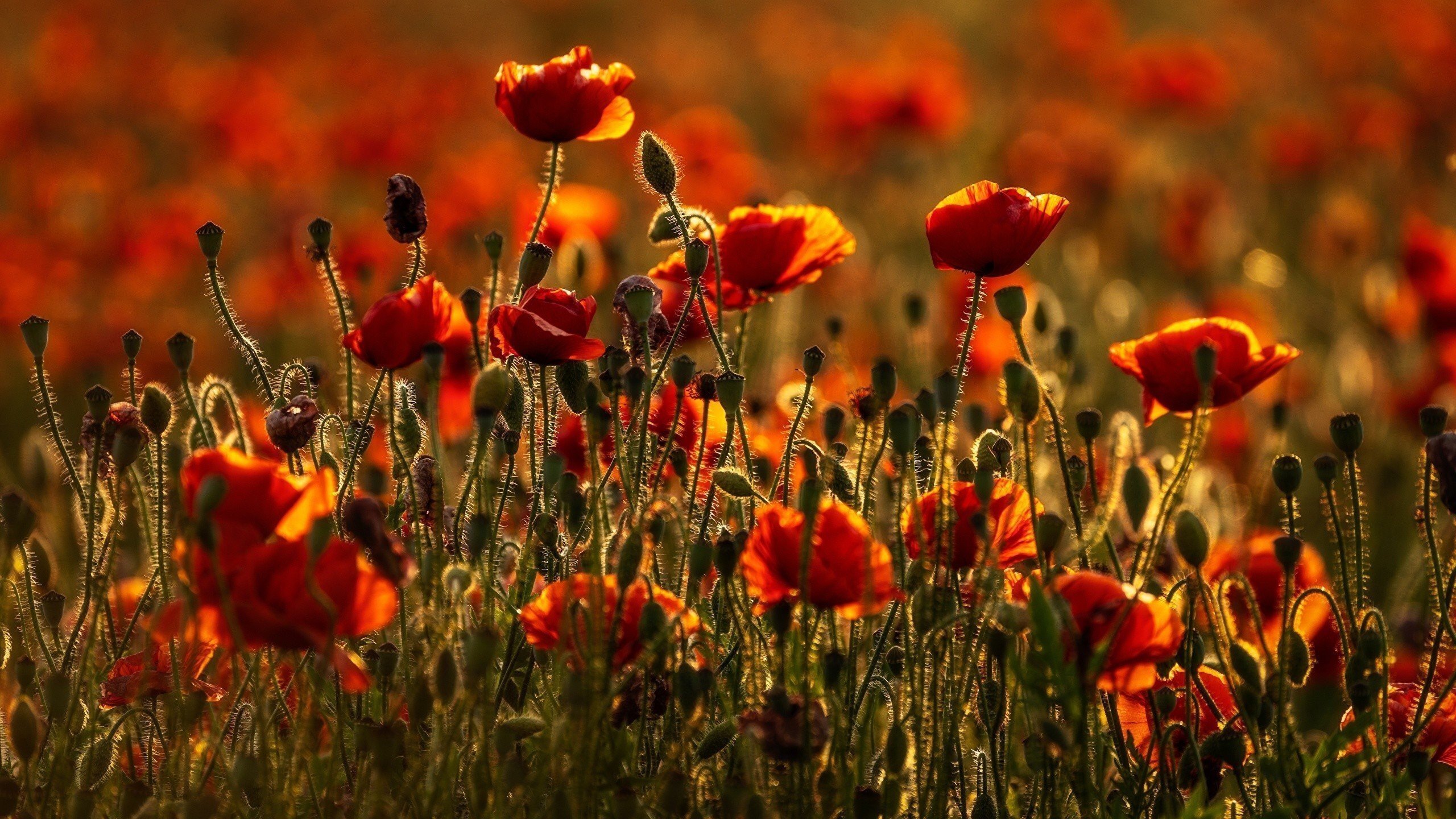 Poppies_Grasslands_Summer_Bokeh_567930_2560x1440 Poppies_Grasslands_Summer_Bokeh_567930_2560x1440
